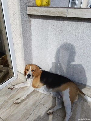 Caut stăpân iubitor  - imagine 4