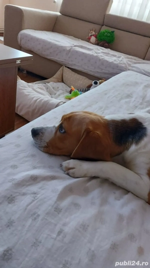 Caut stăpân iubitor  - imagine 3