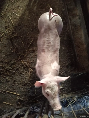 Vieruț Pietrain Belgian,8 săptămâni !! - imagine 5