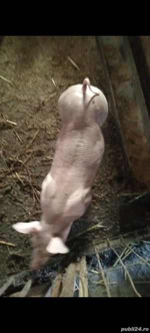 Vieruț Pietrain Belgian,8 săptămâni !! - imagine 3