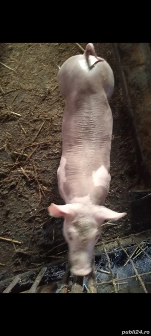 Vieruț Pietrain Belgian,8 săptămâni !! - imagine 4