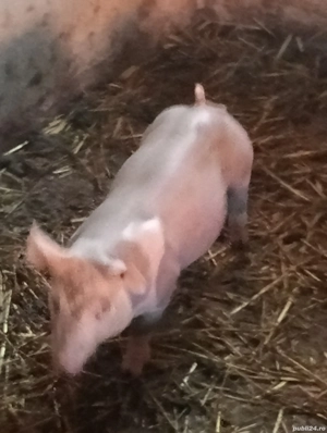 Vieruț Pietrain Belgian,8 săptămâni !! - imagine 2