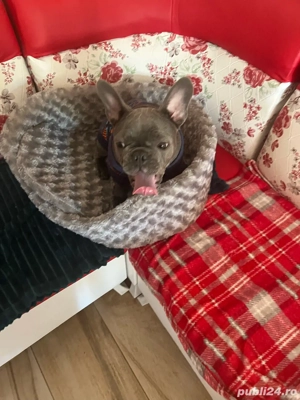 caine de vanzare  - imagine 2