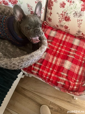 caine de vanzare  - imagine 3