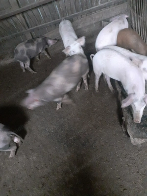 Purcei de vanzare  - imagine 4 Purcei de vanzare  - imagine 4