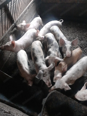 Purcei de vanzare  - imagine 2 Purcei de vanzare  - imagine 2