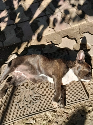 Buldog francez rasa pura - imagine 2