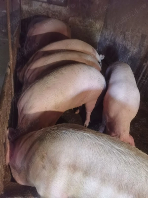 Vând porci  - imagine 2