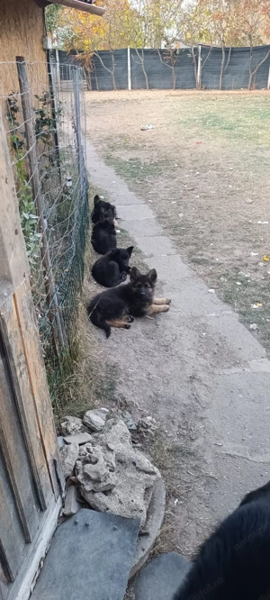 Pui Ciobanesc German - imagine 4