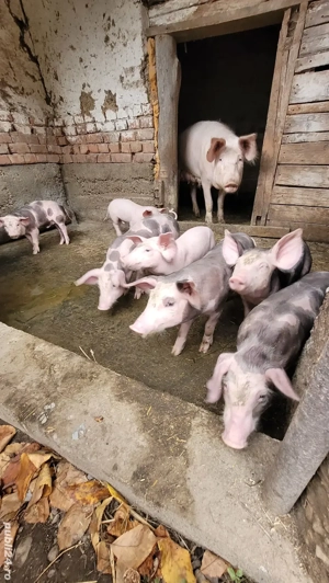 oferta purcei de vanzare - imagine 2