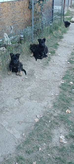 Pui Ciobanesc German - imagine 5