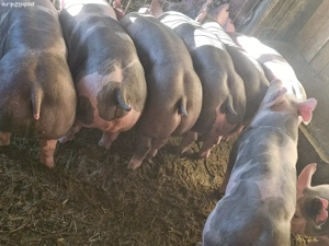 vând soldani rasa de calitate petran belgian pur 35-40 kg disponibile 8 bucăți 