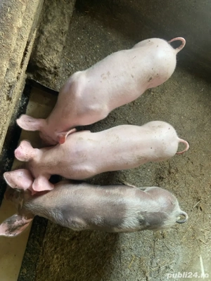 Purcei de vânzare - imagine 3 Purcei de vânzare - imagine 3