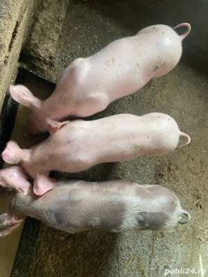 Purcei de vânzare - imagine 2 Purcei de vânzare - imagine 2