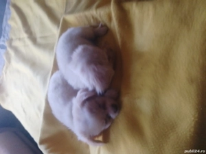 Căței de companie  - imagine 2 Căței de companie  - imagine 2