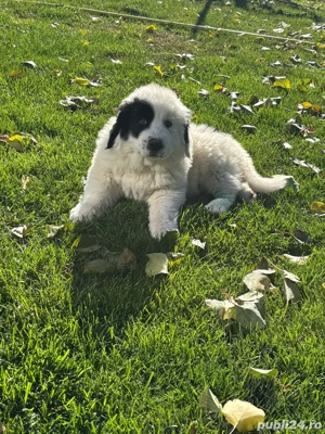 Pui de Ciobanesc de Bucovina  - imagine 2