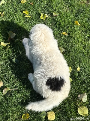 Pui de Ciobanesc de Bucovina  - imagine 4