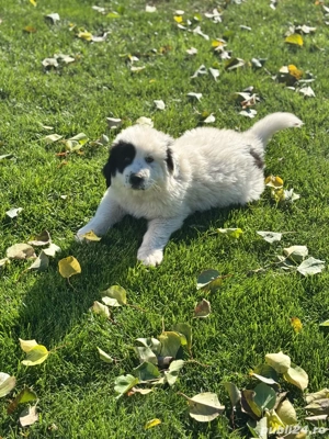 Pui de Ciobanesc de Bucovina  - imagine 5