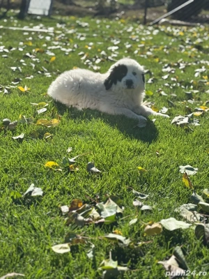 Pui de Ciobanesc de Bucovina  - imagine 3