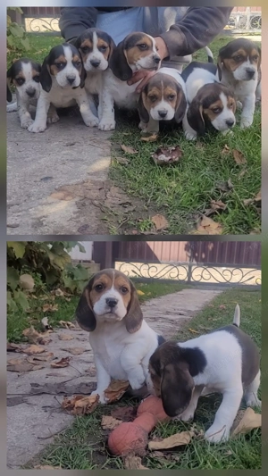 Căței Beagle foarte jucăuși