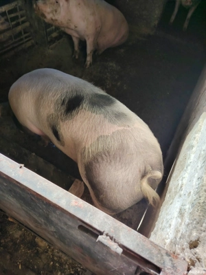 Porci pietrain și duroc - imagine 2