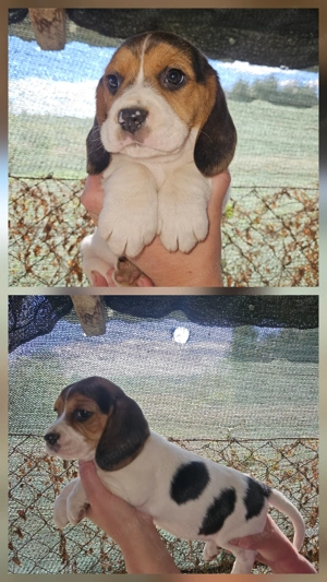 Căței Beagle foarte jucăuși - imagine 3