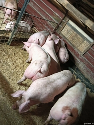 Vand porci de carne! - imagine 2