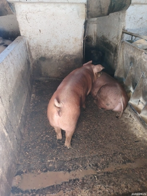 Porci pietrain și duroc - imagine 3