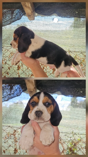 Căței Beagle foarte jucăuși - imagine 4