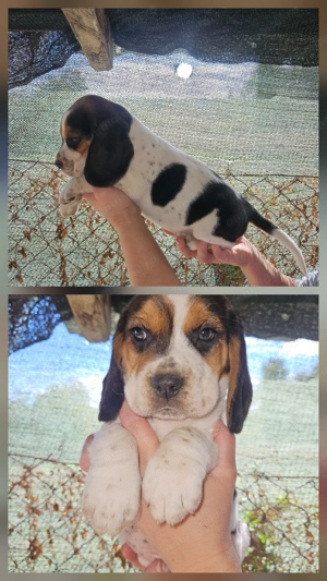 Căței Beagle foarte jucăuși - imagine 2
