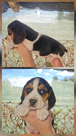 Căței Beagle foarte jucăuși - imagine 5