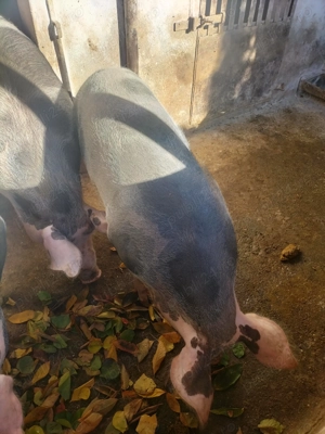 Vând 2 porci Pietrean în Sântana  - imagine 2