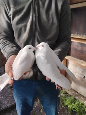 Porumbei albi voiajori - imagine 2 Porumbei albi voiajori - imagine 2