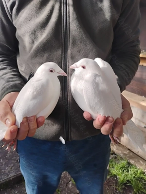 Porumbei albi voiajori - imagine 5 Porumbei albi voiajori - imagine 5