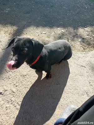 vand 2 cățelușe - imagine 4