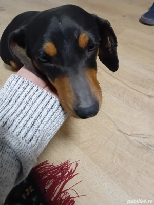 vand catei tekel - imagine 3 vand catei tekel - imagine 3