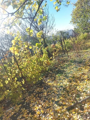 Casa de vânzare Valea Stanciului județul Dolj  - imagine 5