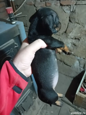 vand 2 cățelușe - imagine 5