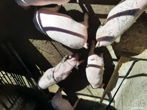 ionel ganuci - imagine 2 ionel ganuci - imagine 2