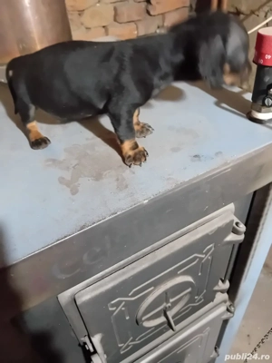 vand catei tekel - imagine 2 vand catei tekel - imagine 2