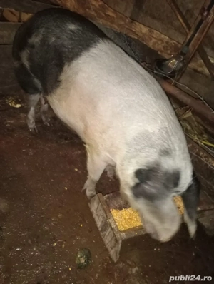 vand 2 porci la alegere  - imagine 2 vand 2 porci la alegere  - imagine 2