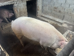 Porci de vânzare   - imagine 2