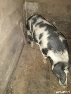 vand 2 porci la alegere  - imagine 3 vand 2 porci la alegere  - imagine 3