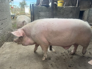 Porci de vânzare   - imagine 3