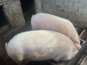 Porci de vânzare   - imagine 4