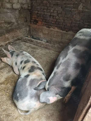 Disponibili pentru Crăciun 