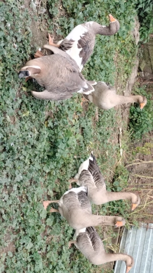 Vând gâște tinere  - imagine 2 Vând gâște tinere  - imagine 2