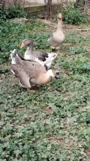 Vând gâște tinere 