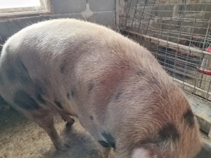 Disponibili pentru Crăciun  - imagine 4 Disponibili pentru Crăciun  - imagine 4