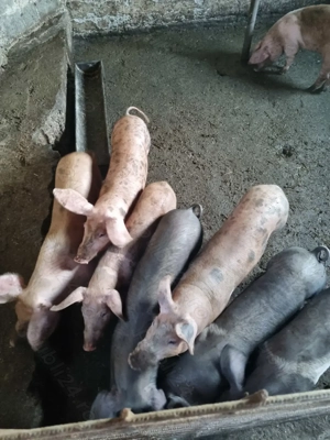 4 băieți și 5 fete disponibili